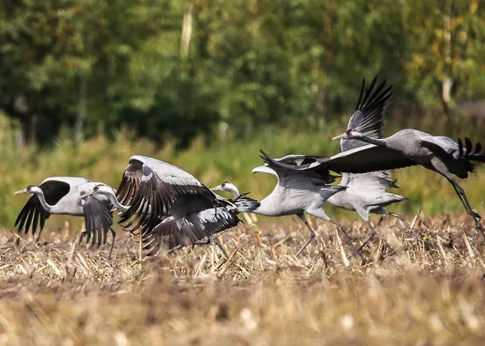 Sina Appartement Pruchten